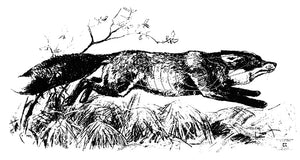 Scheibe Fuchs rechts