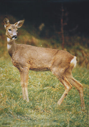 Scheibe Reh für Jagdprüfung (St. Gallen)