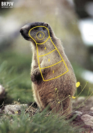 Cible marmotte debout à gauche, impression digitale UV sur feuille top-électronique
