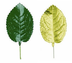 Papierlaub, 5 cm (Viehkranz für Ziegen)