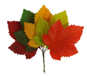 Weinlaub herbstlich bunt, mittel